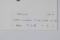 仔欖樹藏品圖，第2張