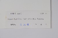 長穗馬藍藏品圖，第2張