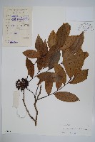 野獨活藏品圖，第1張