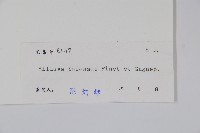 野獨活藏品圖，第2張