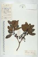 俄氏虎皮楠、蘭嶼虎皮楠、虎皮楠藏品圖，第1張