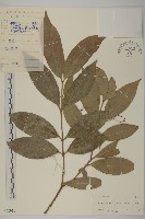 大丁黃藏品圖，第1張