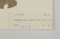 大丁黃藏品圖，第3張