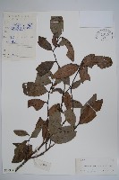 藤春藏品圖，第1張