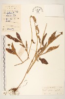 蟛蜞菊藏品圖，第1張