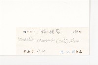 蟛蜞菊藏品圖，第3張