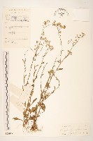 一枝香藏品圖，第1張