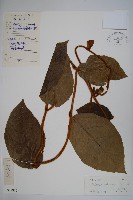 黃毛馬兜鈴藏品圖，第1張