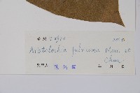 黃毛馬兜鈴藏品圖，第2張