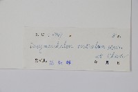 喙果皂帽花藏品圖，第2張