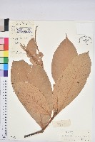 滑皮石櫟藏品圖，第1張