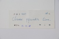 白花菜藏品圖，第2張