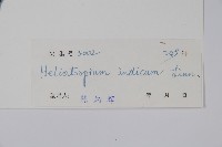 狗尾草藏品圖，第2張