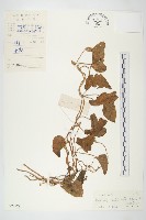 豬菜藤藏品圖，第1張