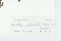 豬菜藤藏品圖，第3張