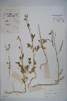 向天黃藏品圖，第1張