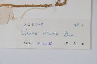 向天黃藏品圖，第2張