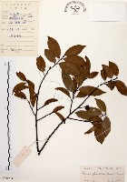 墨點櫻桃、黑星櫻藏品圖，第1張