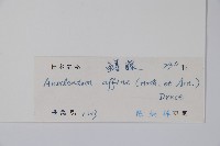 小錦蘭藏品圖，第2張