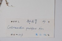 針刺草藏品圖，第2張