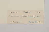 草珊瑚、紅果金粟蘭藏品圖，第3張