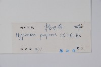 六角英, 槍刀菜藏品圖，第2張