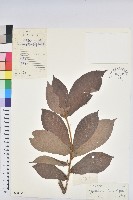 長序三寶木藏品圖，第1張