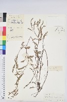 葉下珠、珠仔草藏品圖，第1張