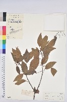 白臼藏品圖，第1張