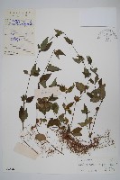 蘆利草藏品圖，第1張