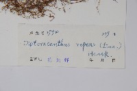 蘆利草藏品圖，第2張