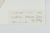 蒼耳藏品圖，第3張