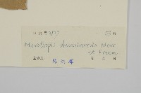 隱脈假衛矛藏品圖，第3張