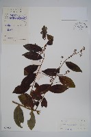 廣州山柑藏品圖，第1張