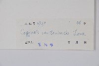 廣州山柑藏品圖，第2張