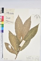 登錄號:S028976藏品圖，第1張