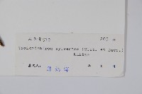 木蜡樹、野漆樹藏品圖，第2張