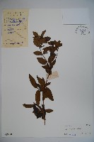 忍冬、金銀花藏品圖，第1張