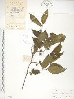 楮樹藏品圖，第1張