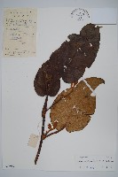 兩廣獼猴桃藏品圖，第1張