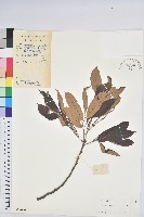 星刺栲、羅浮錐藏品圖，第1張