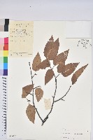 亮葉水青岡藏品圖，第1張