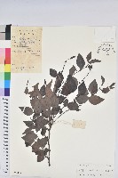 黑面神藏品圖，第1張