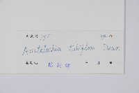 管花馬兜鈴藏品圖，第2張