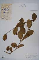 武靴藤藏品圖，第1張