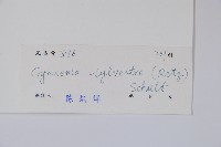 武靴藤藏品圖，第2張