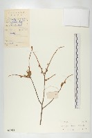 崖柿藏品圖，第1張