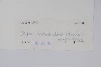 刺黃藤藏品圖，第2張