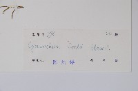 山白前藏品圖，第2張