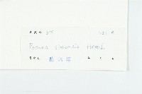 異萼飛蛾藤藏品圖，第3張